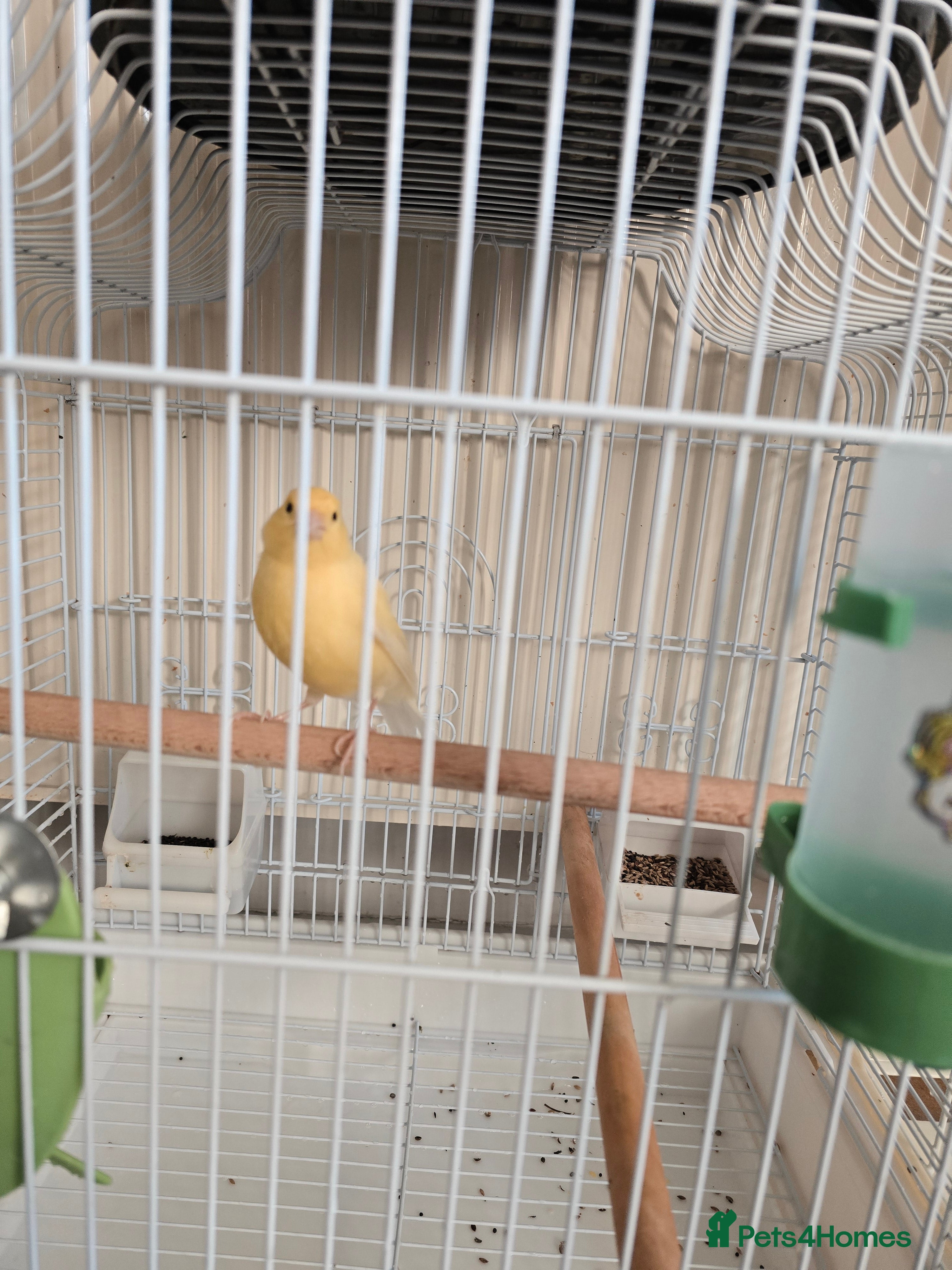 Canaries birds Lovely Cannary and budgie for sale - Advert 1