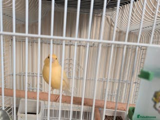Canaries birds Lovely Cannary and budgie for sale - Advert 3