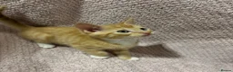 Mixed Breed cats for sale: Cute, Cuddly Kittens Ready for Their Forever Homes - Advert 6