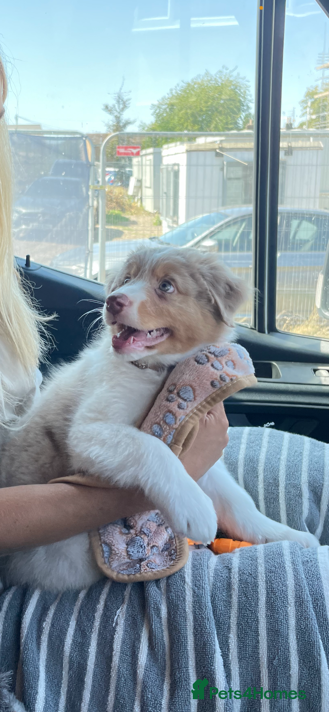 Australian Shepherd dogs for sale: Red Merle Australian Shepherd Puppy - Image 1