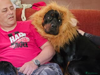 Rottweiler dogs Loki the rottweiler for stud duties proven in Halifax - Advert 7