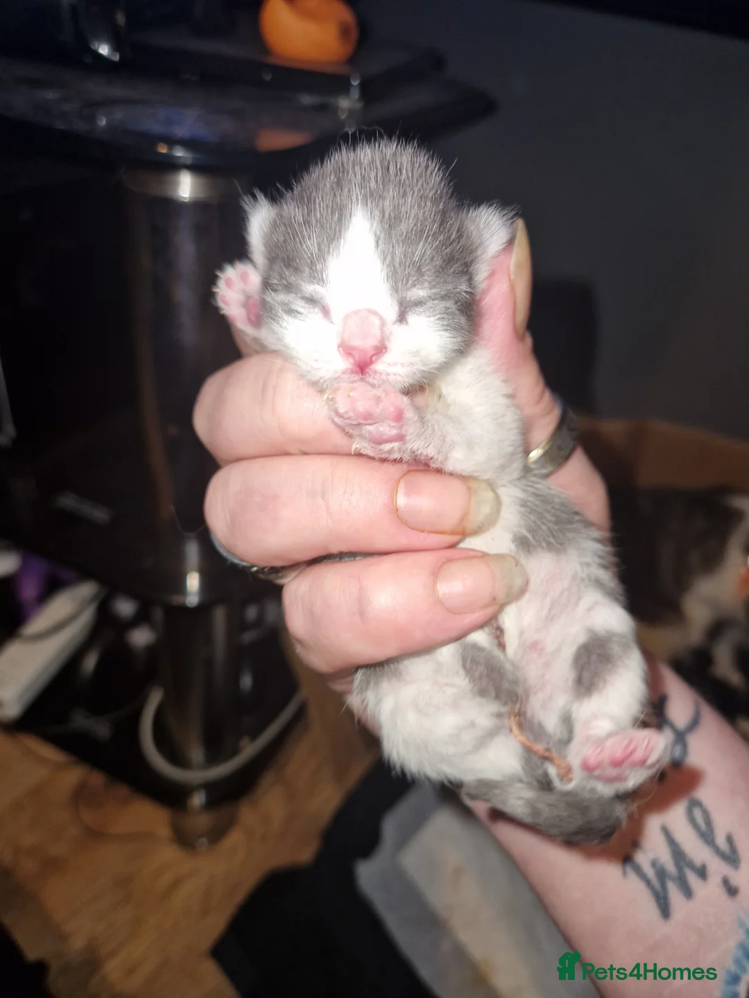 British Shorthair cats for sale: British shorthair kittens  - Advert 6