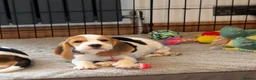 Beagle dogs for sale: Gorgeous KC registered Beagle Pups - Advert 5