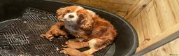 Cavalier King Charles Spaniel dogs for sale: Cavalier King Charles pups  - Advert 3
