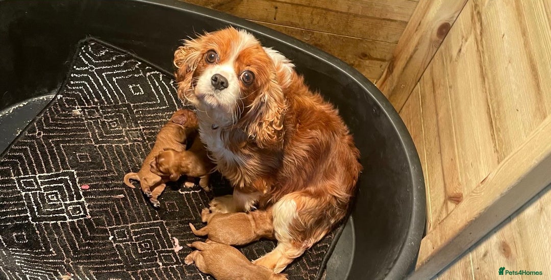 Cavalier King Charles Spaniel dogs for sale: Cavalier King Charles pups  - Advert 3