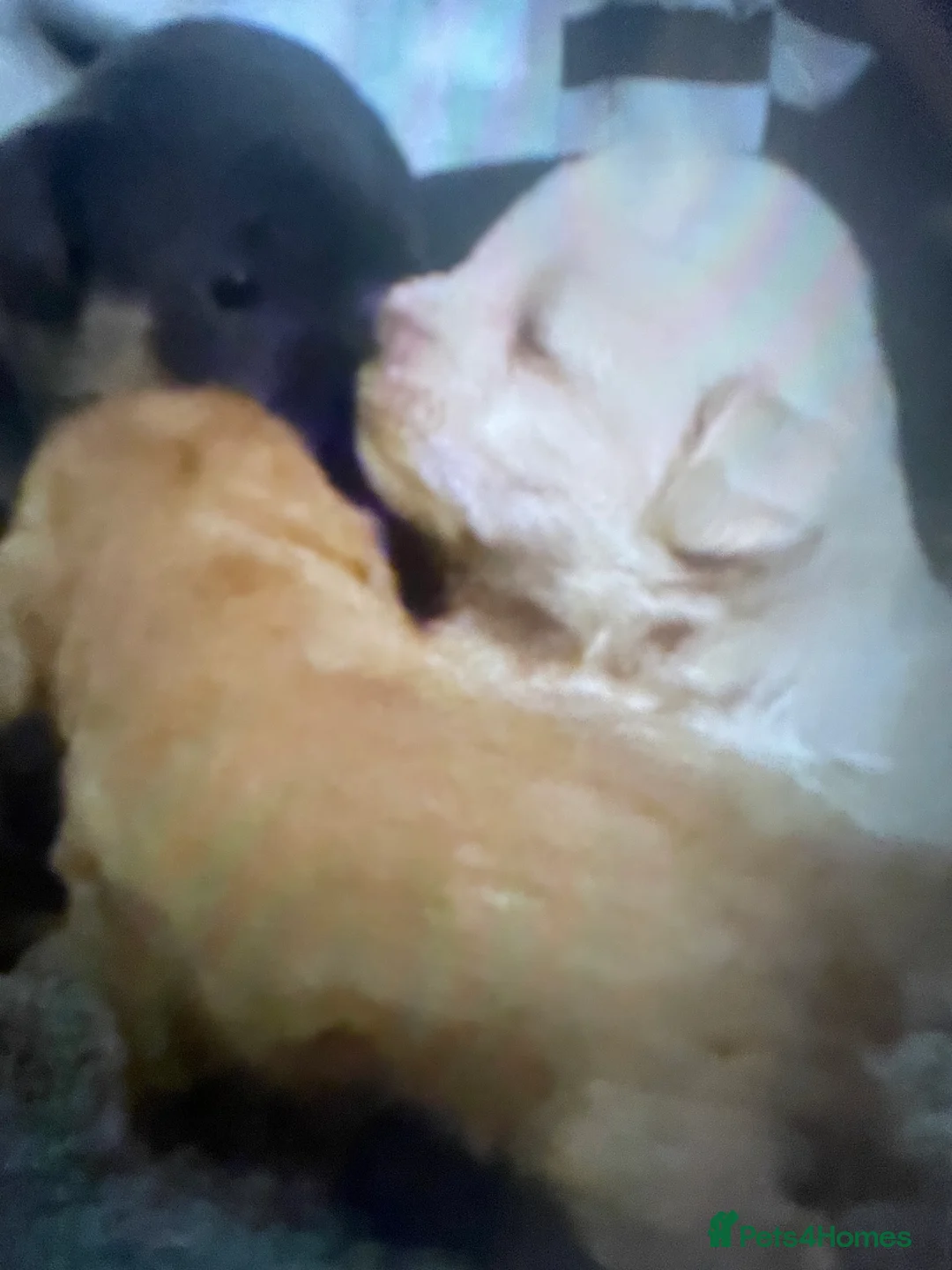 Mixed Breed dogs for sale: Norfolk terrier Cross by French bull bulldog cross - Advert 11