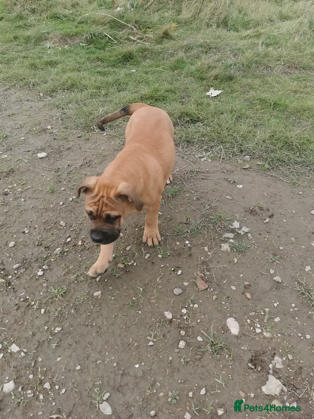 Mixed Breed dogs for sale: American bulldog mastiff cross puppies for sale - Advert 3