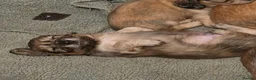 Dachshund dogs for sale: 4 Long Haired Mini Dachshunds beautifully stunning - Advert 30