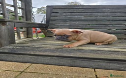 French Bulldog dogs for sale: French bulldog pups pink/fluffy READY NOW - Advert 15