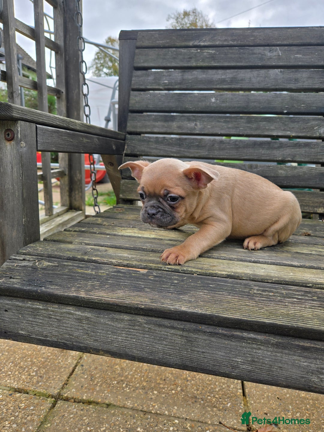 French Bulldog dogs for sale: French bulldog pups pink/fluffy READY NOW - Advert 15