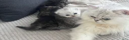 Persian cats for sale: Persian boy in Leeds - Advert 9