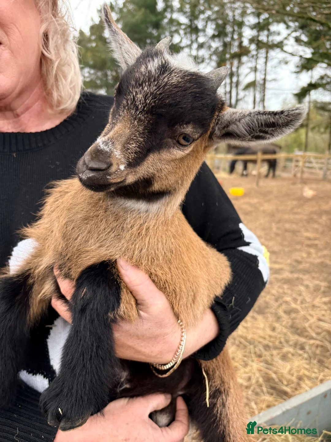 Goats livestock for sale: Pygmy Kids - 2 Does & 4 Wethers - Advert 4