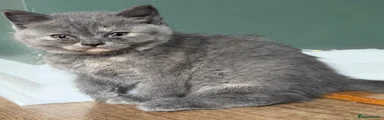 British Shorthair Kitten 4