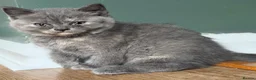 British Shorthair cats for sale: British shorthair kittens for sale  - Advert 5