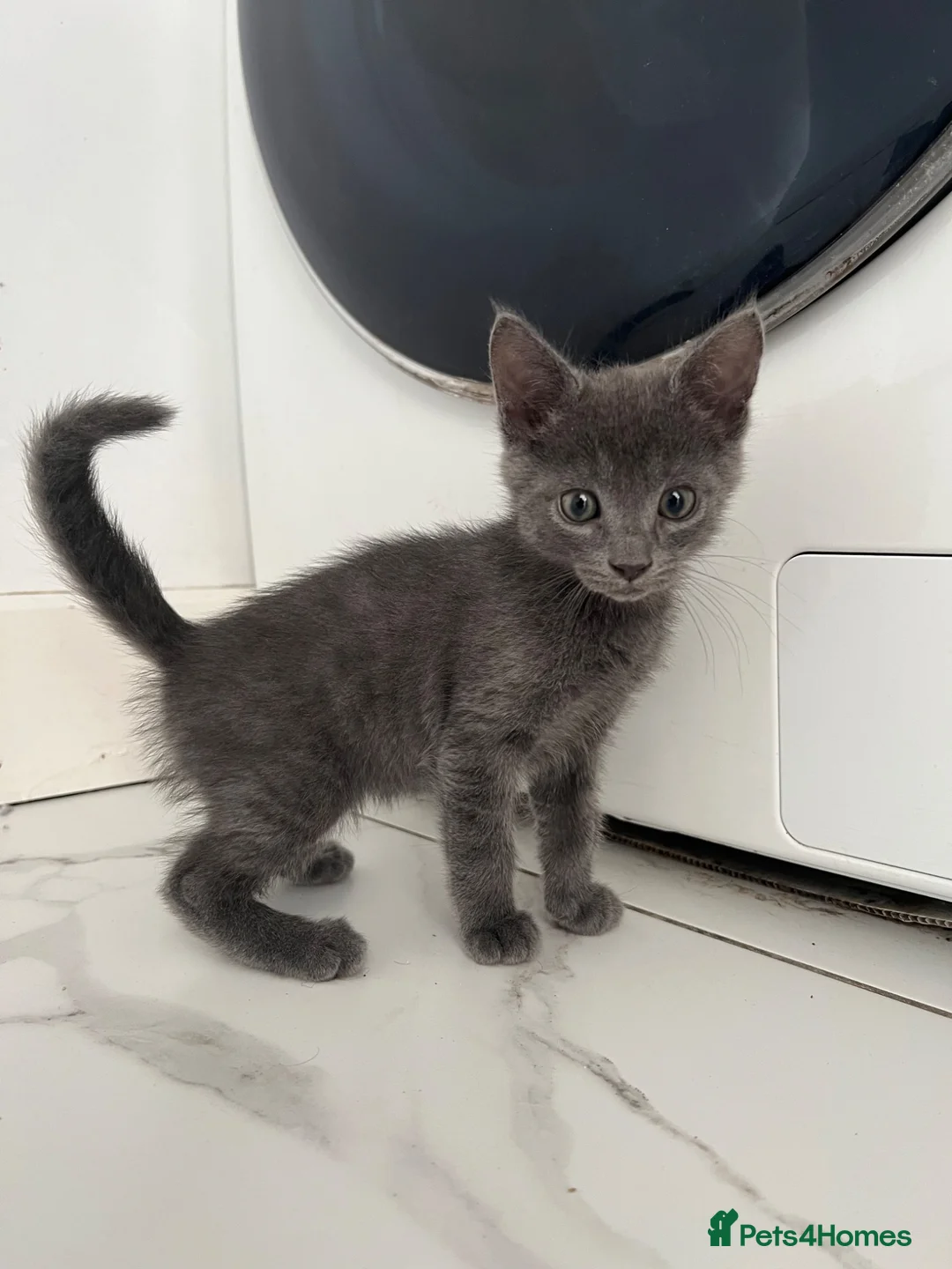 Russian Blue cats for sale: Stunning Russian Blue Kitten  - Advert 1