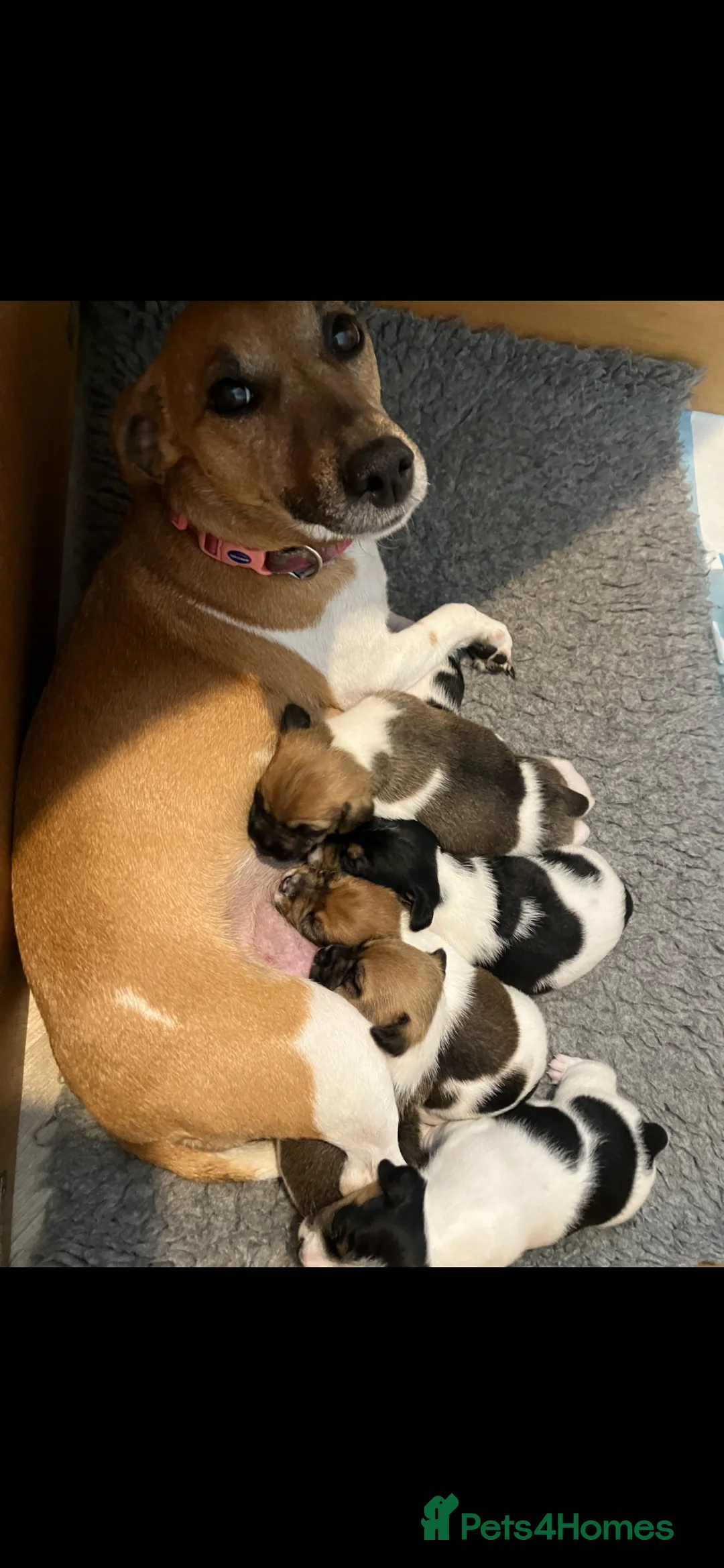 Jack Russell dogs for sale: Jack Russell Puppies for sale in Liverpool - Advert 21
