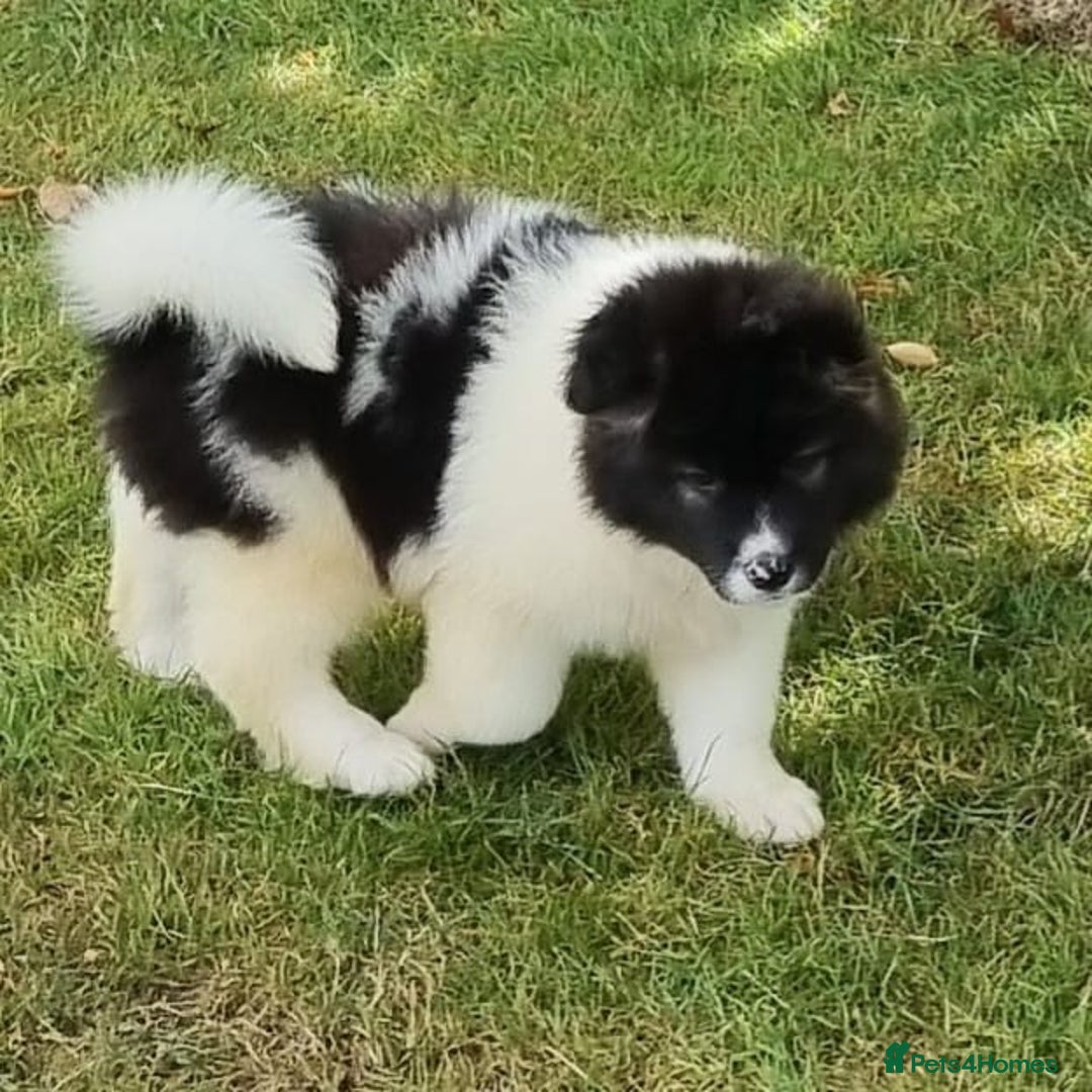 Akita dogs for sale: Akita pups READY in Sunderland - Image 7