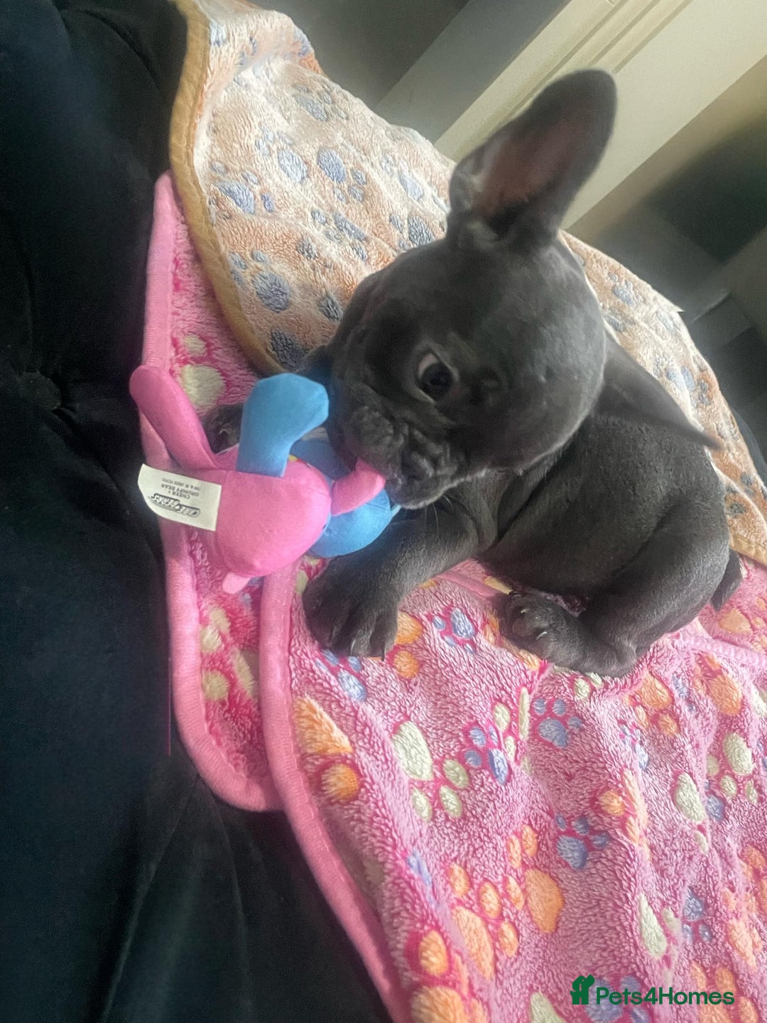 French Bulldog dogs for sale: French bulldog - Image 16