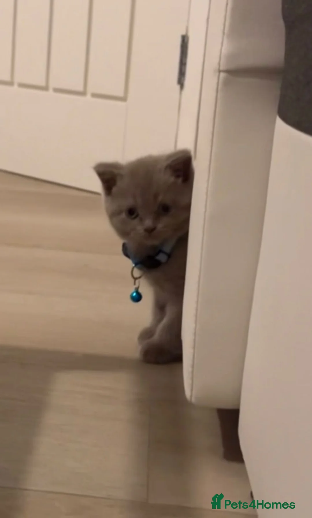 British Shorthair cats for sale: British Shorthair kitten for sale – BOY - Advert 4