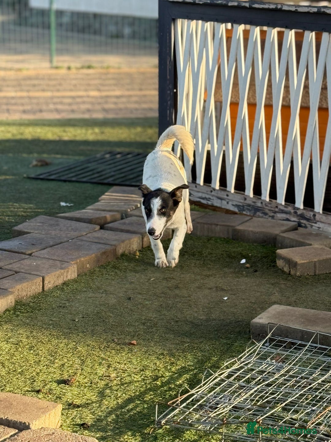 Mixed Breed dogs for adoption: Gorgeous little Andor looking for love - Advert 17