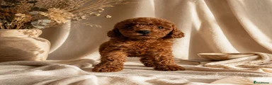 Toy Poodle 3