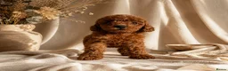 Toy Poodle dogs for sale: Fox Red Toy Poodles Ready 14th July - Advert 5