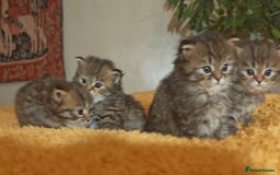 Siberian cats for sale: Siberian GCCFxGolden Chinchilla GCCF - Advert 15