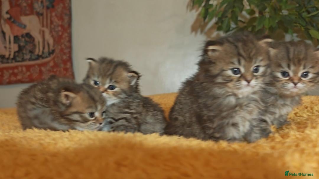 Siberian cats for sale: Siberian GCCFxGolden Chinchilla GCCF - Advert 15