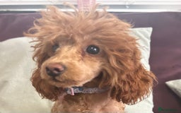 Toy Poodle dogs for sale: Teddi female 6’m old tiny Kc toy poodle  in Chichester - Image 4