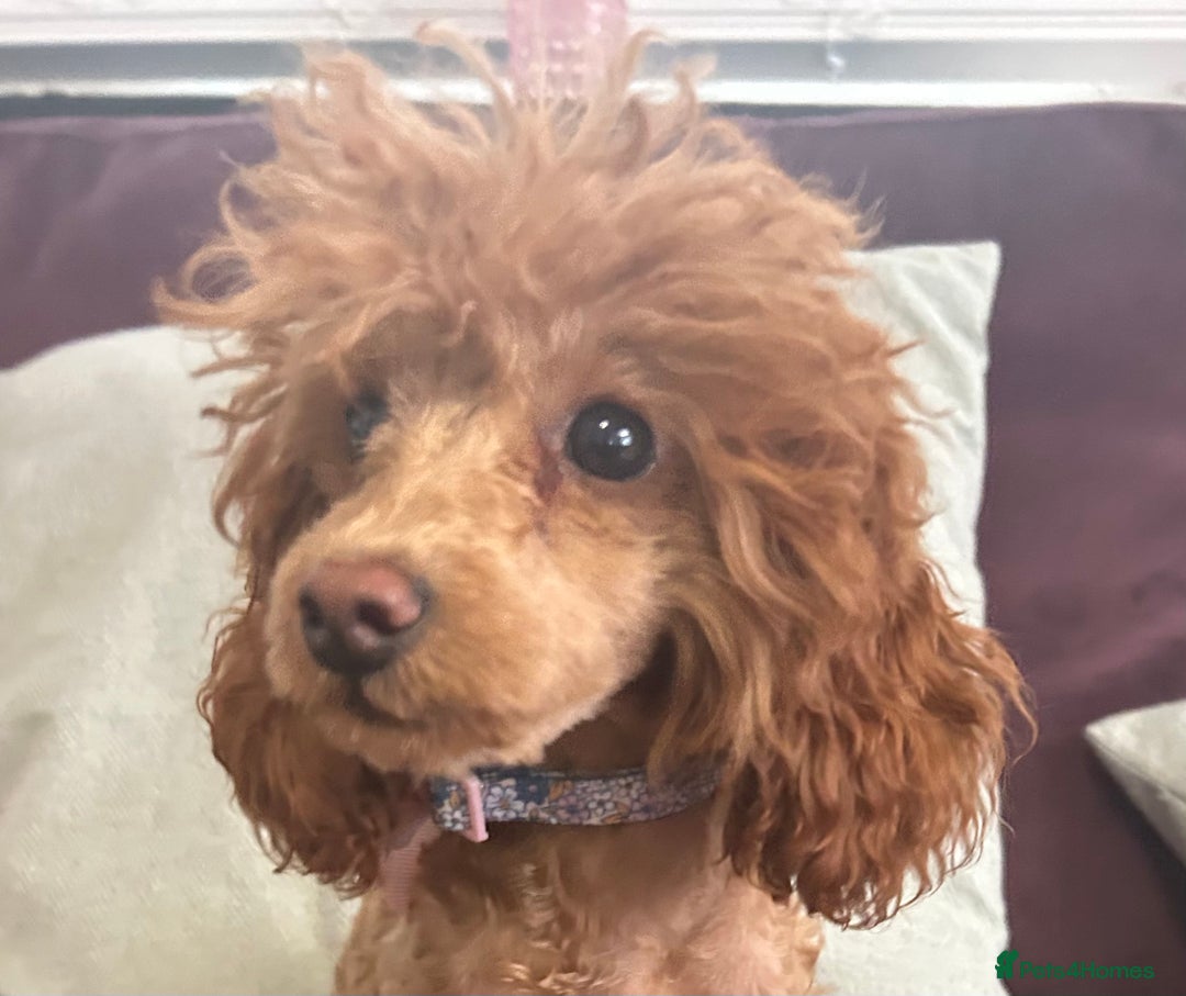 Toy Poodle dogs for sale: Teddi female 6’m old tiny Kc toy poodle  in Chichester - Image 4
