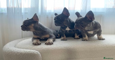 French Bulldog dogs - Advert 3
