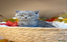 British Shorthair cats for sale: 3 British short hair / long hair kittens  - Image 3