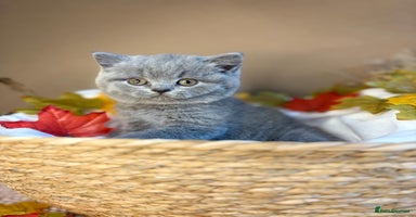 British Shorthair cats - Advert 8