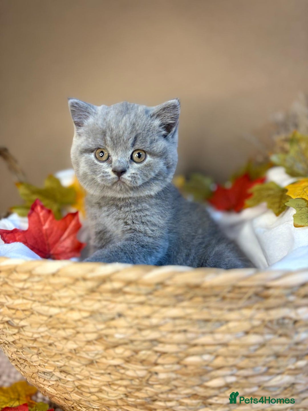 British Shorthair cats for sale: 3 British short hair / long hair kittens  - Image 3