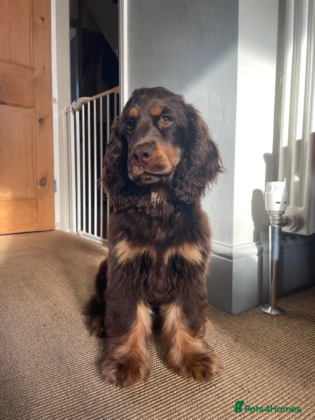 Cocker Spaniel dogs for sale: KC Registered Show Cocker Puppy in Bath - Advert 1