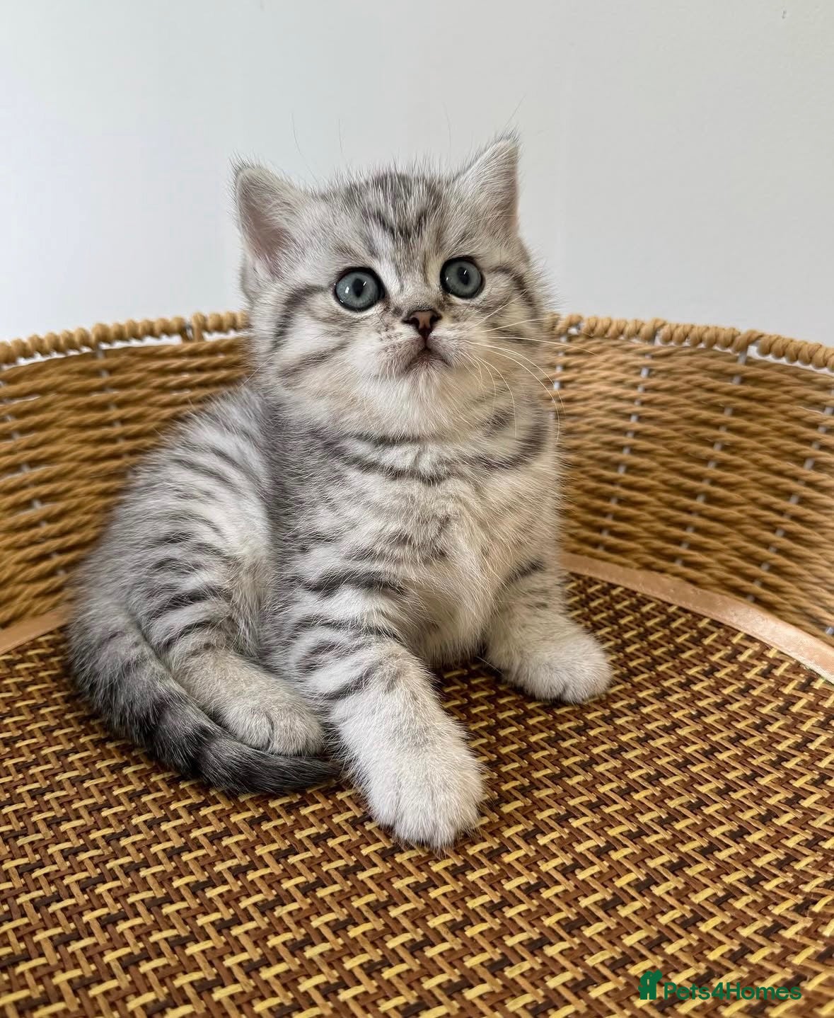 British Shorthair cats for sale: Stunning silver spotted British shorthair kittens - Advert 3