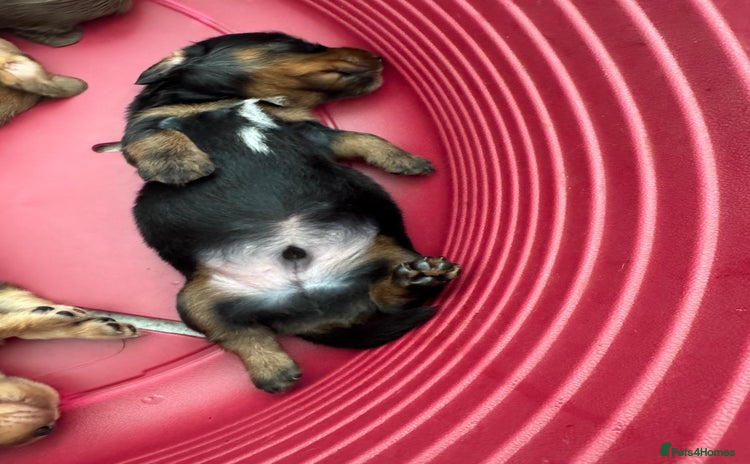 Dachshund dogs - Advert 2