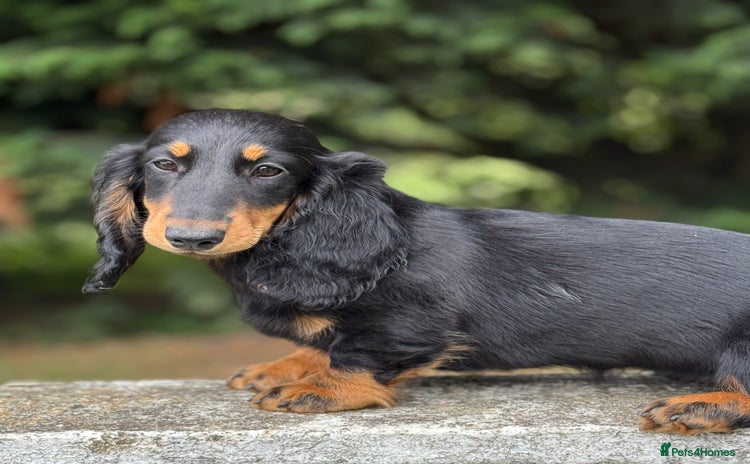 Dachshund dogs - Advert 1