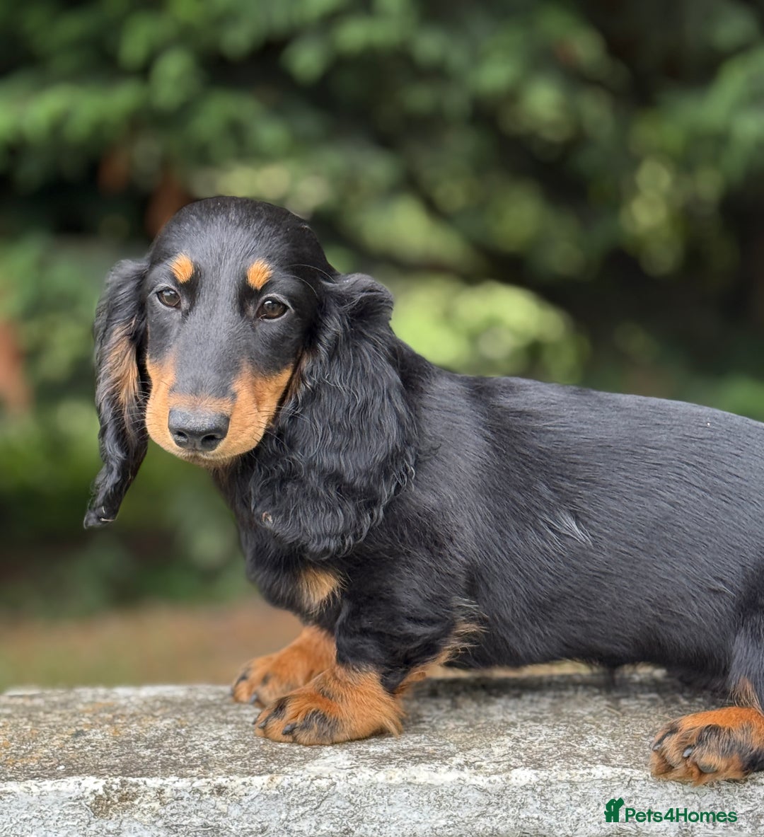 Dachshund dogs for sale: Long Coated Standard Dachshund - Crufts Potential - Image 1