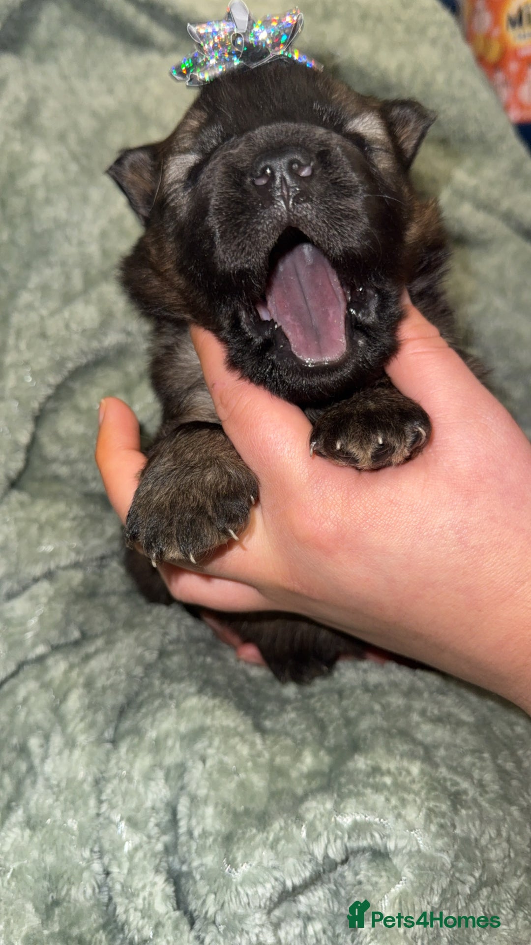 Chow Chow dogs for sale: Chow chow puppies  - Advert 6