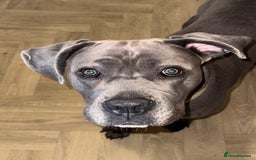 Cane Corso dogs for stud: Apollo - Image 2