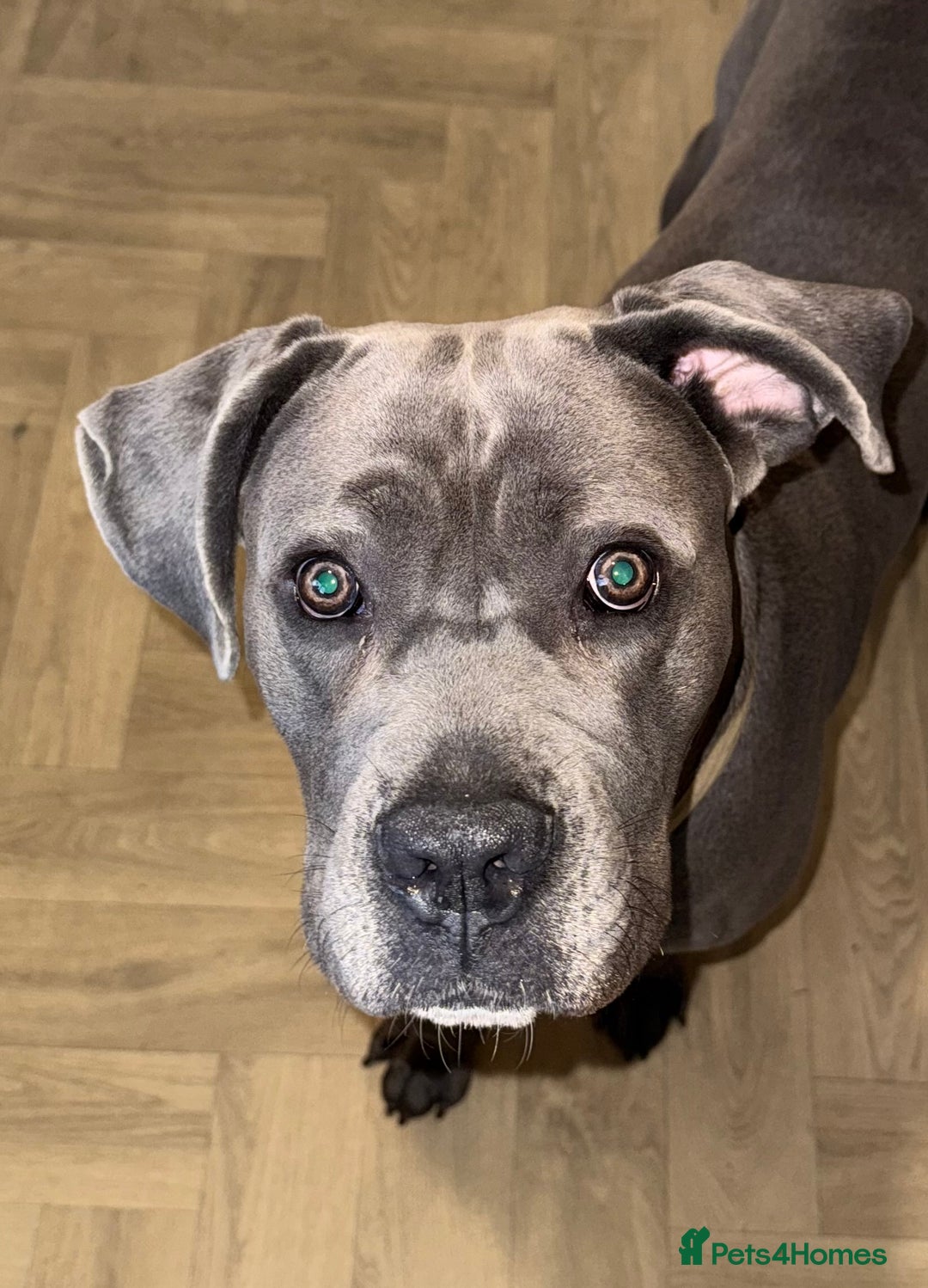 Cane Corso dogs for stud: Apollo - Image 2