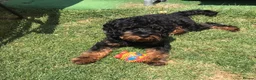 Cavapoo dogs for sale: Cavapoo Puppies due 11 June 2026 waiting list open in London - Advert 4