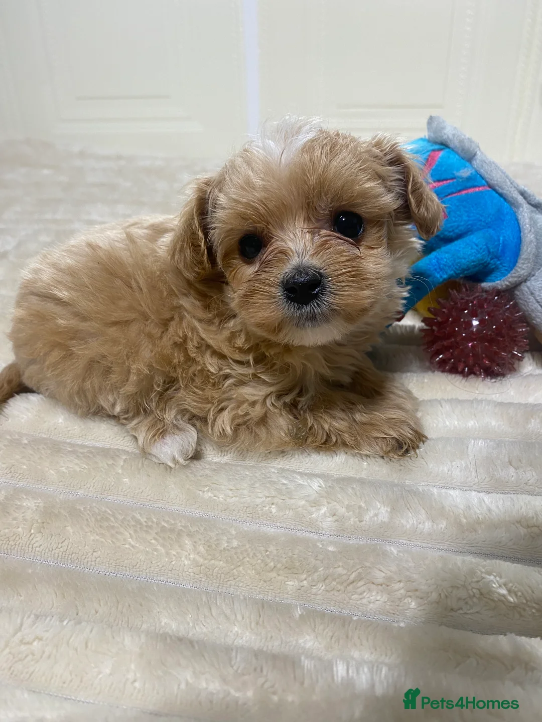 Maltipoo dogs for sale: 🩷3 Gorgeous Maltipoo Puppies🩷 - Advert 10
