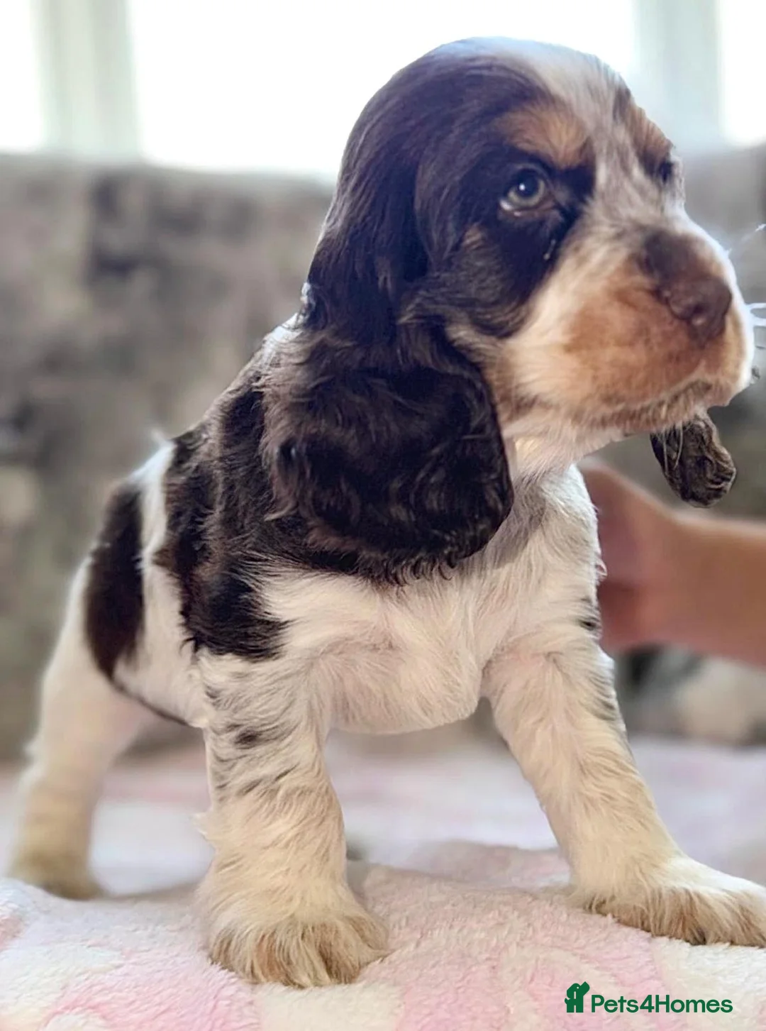 Cocker Spaniel dogs for sale: 🐾1 BOY LEFT READY NOW KC Show Cocker Spaniel 🐾 - Advert 11