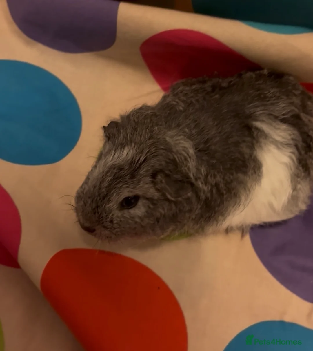 Guinea Pig rodents for sale: Gorgeous Fluffy piggies 3 x Boys - Advert 9