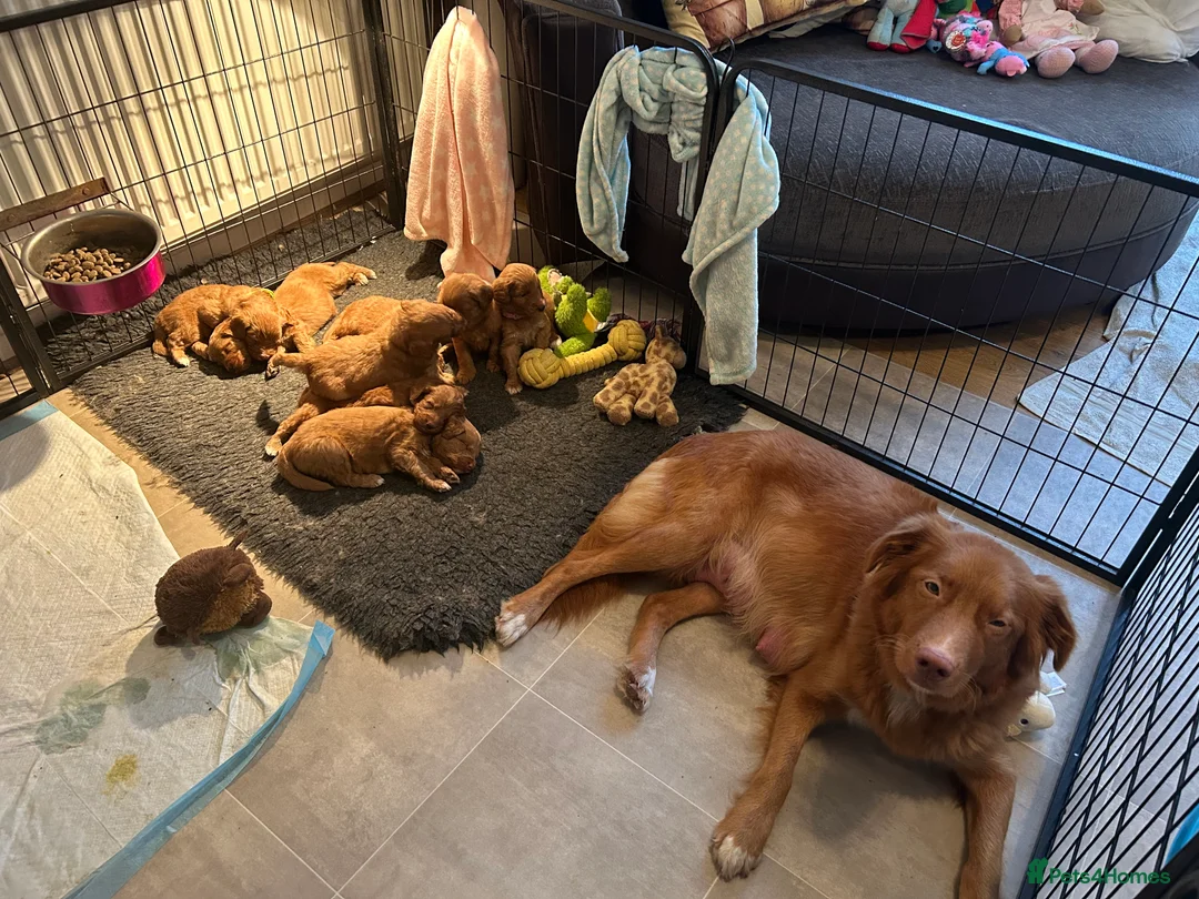 Mixed Breed dogs for sale: Red doodles - Advert 22