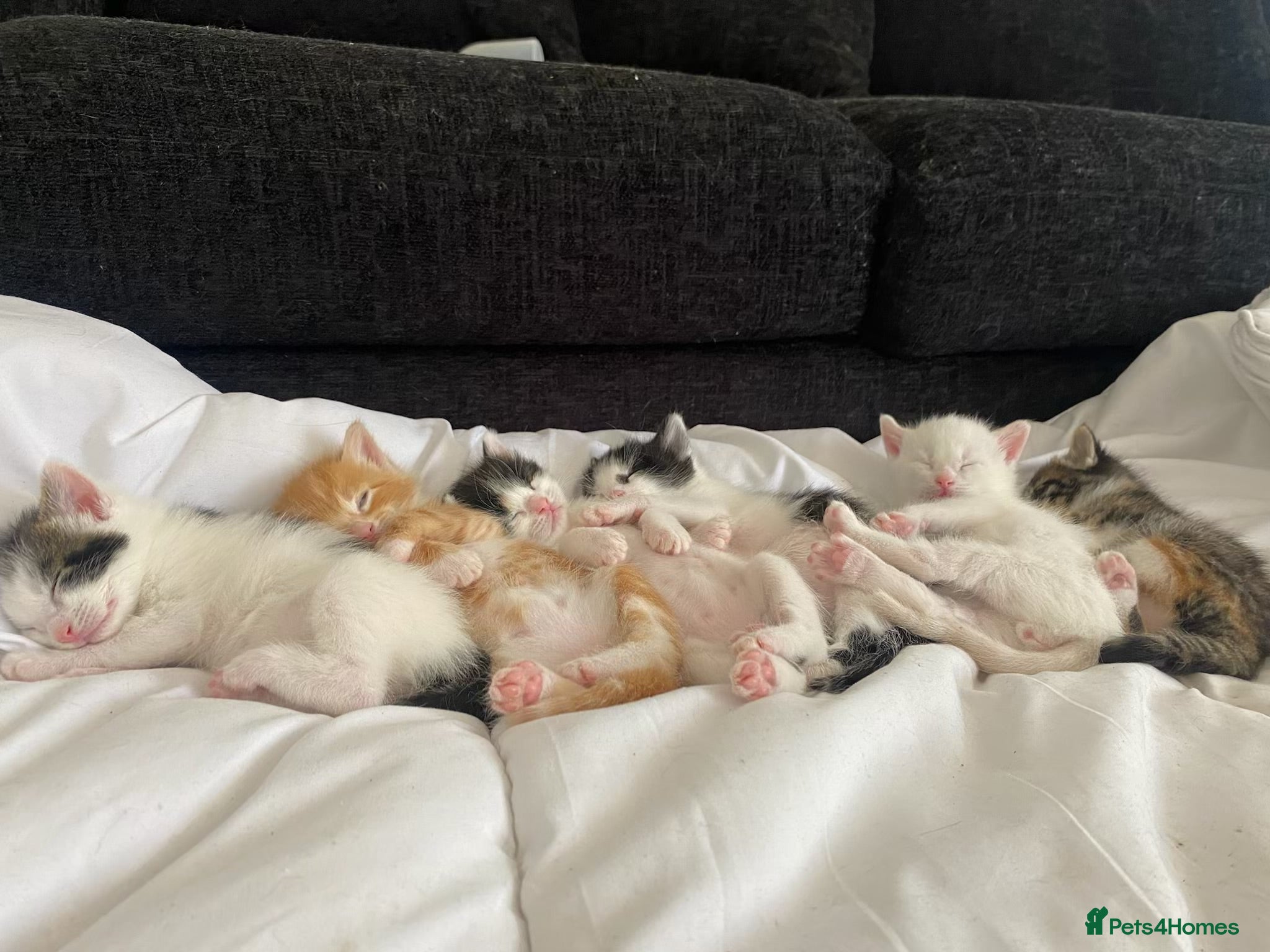British Shorthair cats Lovely kittens for sale  - Advert 2