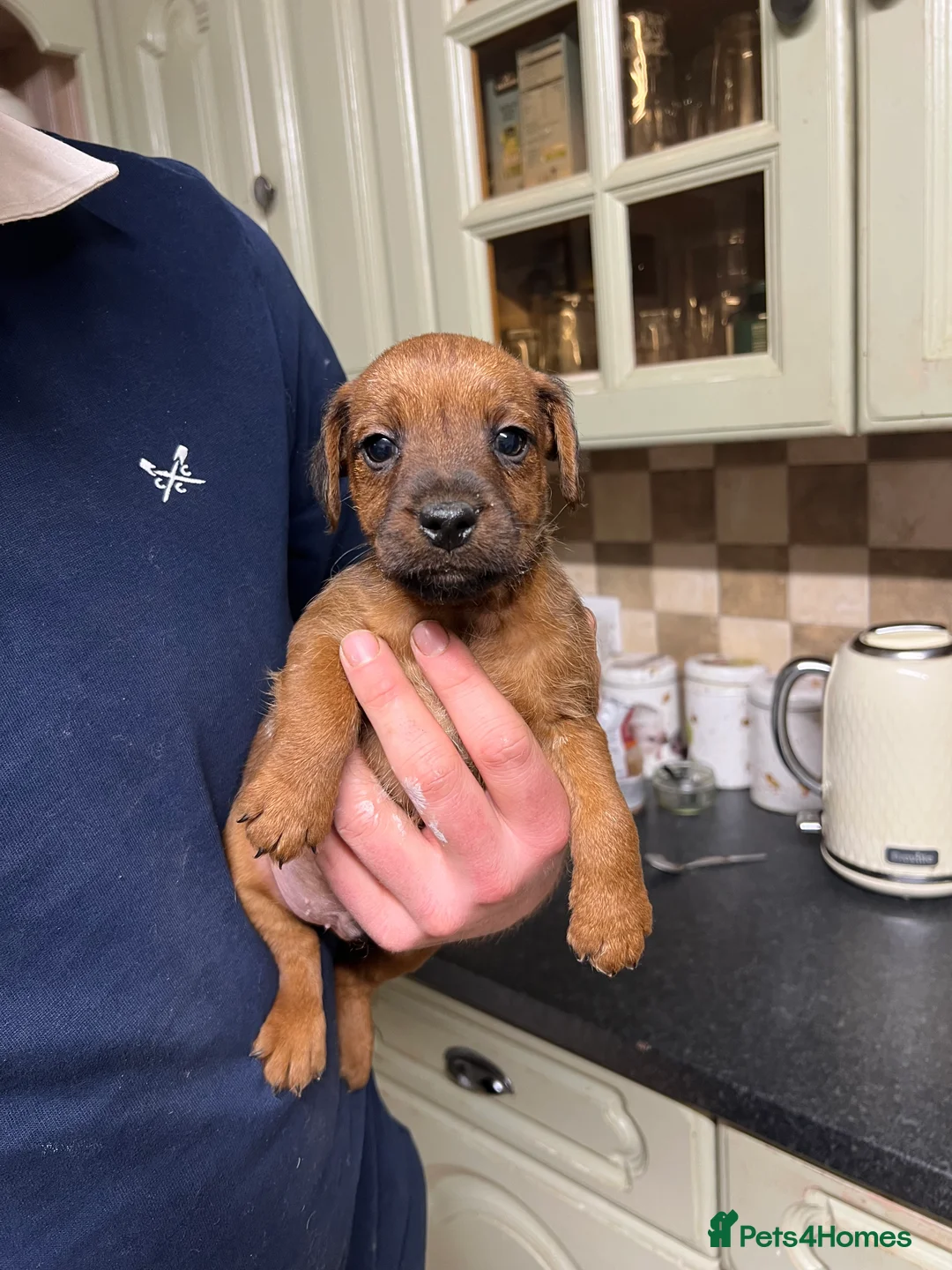 Lakeland Terrier dogs for sale: Lakeland puppies  - Advert 8