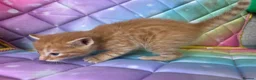 Mixed Breed cats for sale: Five very beautiful little boys.  - Advert 4